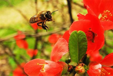 蜜蜂进家是什么意思|蜜蜂闯进家里怎么办？